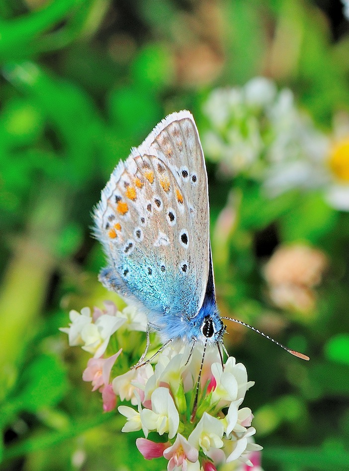 Dubbio ID Lycaenidae